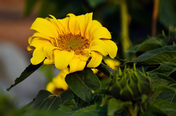 һ����õ����տ�