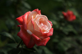 һ���¼���