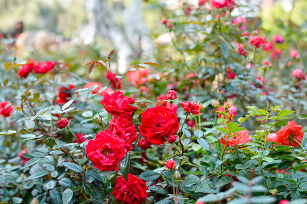 ��ɫ�¼����¼�ʢ��