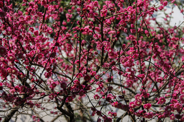 ÷������