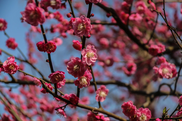 ������÷��