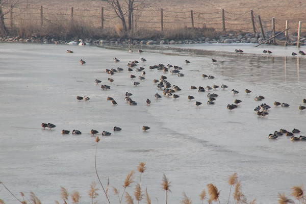 ����ֲ��