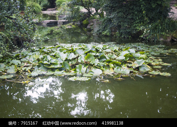 池塘的睡蓮葉子