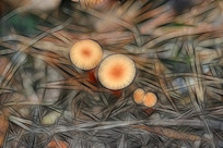 ���Ի���Ģ����