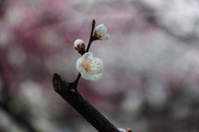 ����÷��