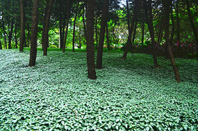 һƬ���ݲ�ƺ�羰ͼƬ