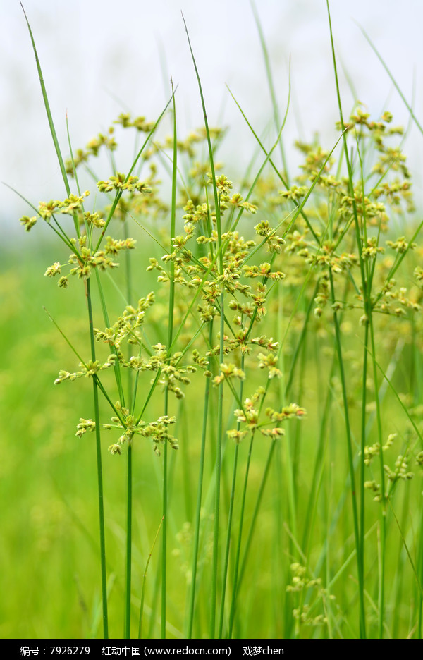 ���ݷ羰ͼƬͼƬ