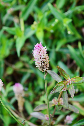 ������СҰ��