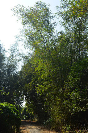 ����С��