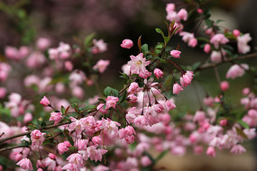 ��˿����