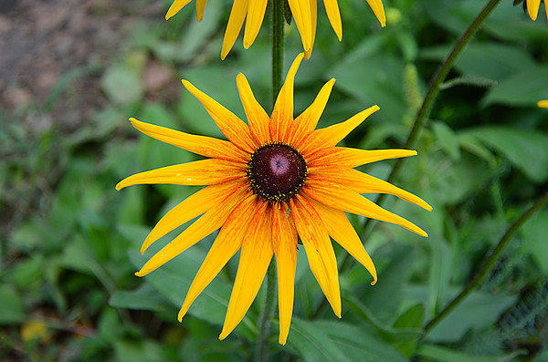 ��ɫ���仨��