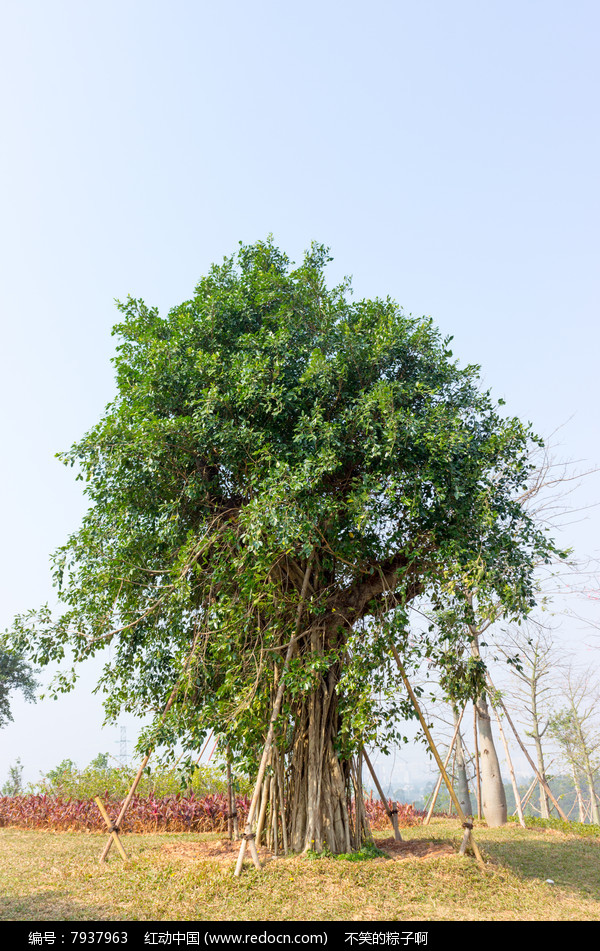 小叶榕(小叶榕树盆景)