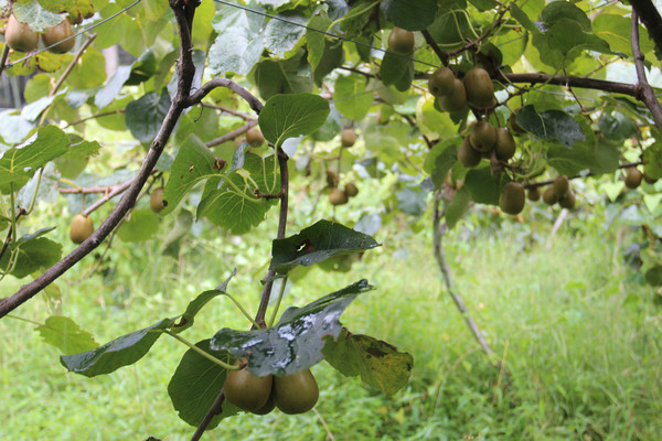 Ҷ��һƬ⨺���