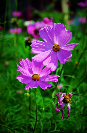 ��ɣ������