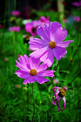 ��ɣ������