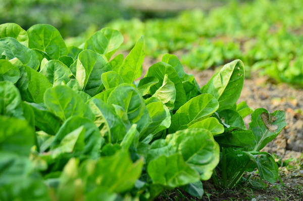 ũ������߲�ũ����