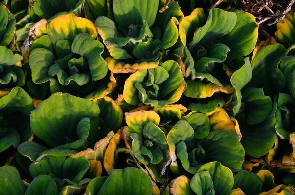 ������ũ����