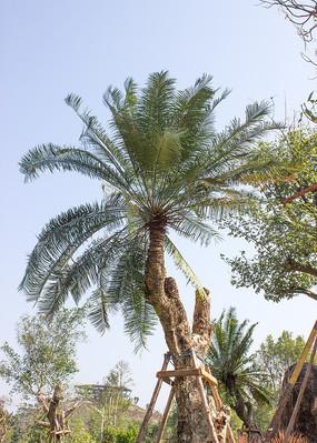 ��԰������ľ