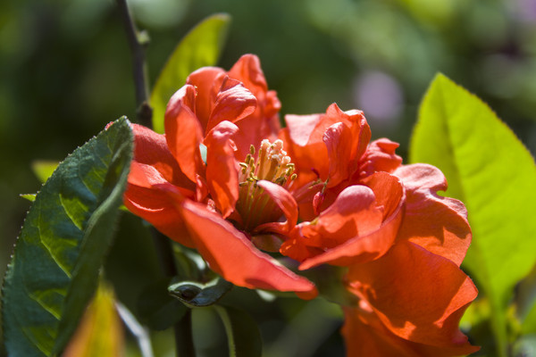 ���޵ĺ�ɫ����