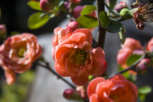 ���޵ĺ�ɫ���Ļ�