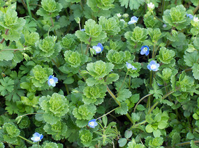 ҩ��ֲ��������