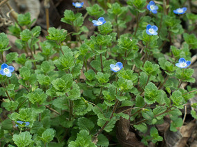 Ұ��ֲ��������