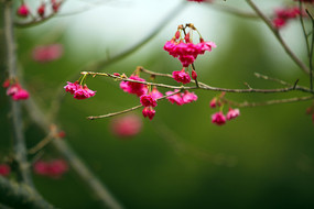 ӣ������