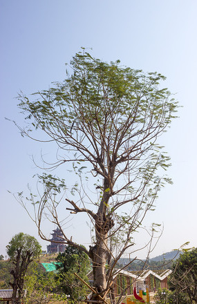 ԰�������ľ