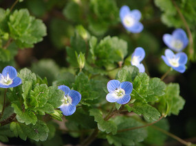 ���ŵ������ɻ���