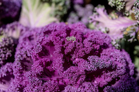 ��ɫ�����¸���