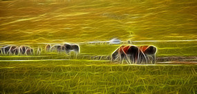 ���Ի���������Ⱥ��