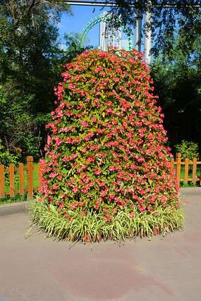 ��ֲ����