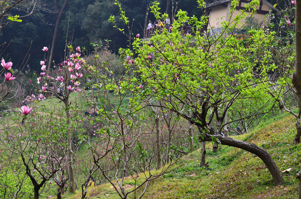 �����ַ羰ͼƬ