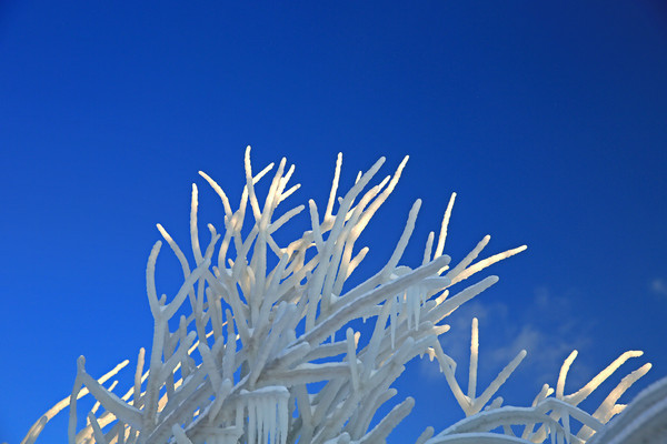 ������֦