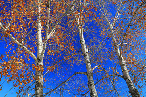 ���ֻ�Ҷ����