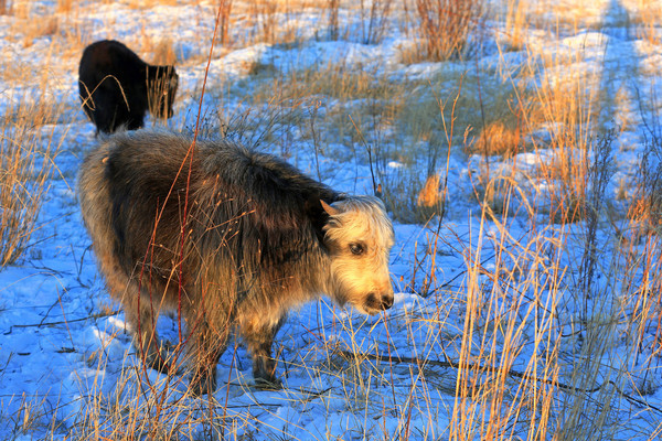 ѩ���гԲݵ���ţ