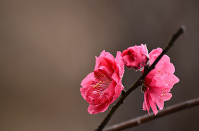 ���޵ĺ���