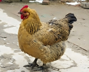 �����ݼ�