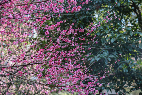 ÷������