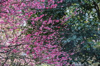 ÷������