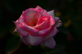 �����Ĺ�Ӱõ��