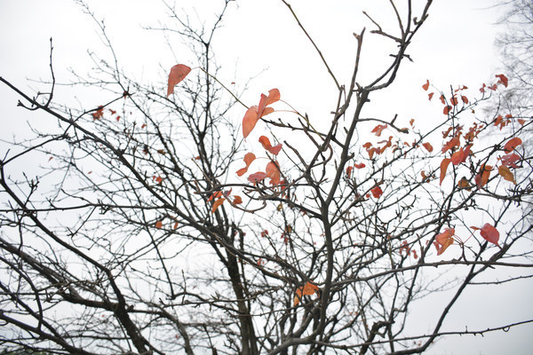 �＾��ֲ��