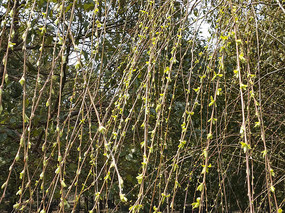 ������ѿ