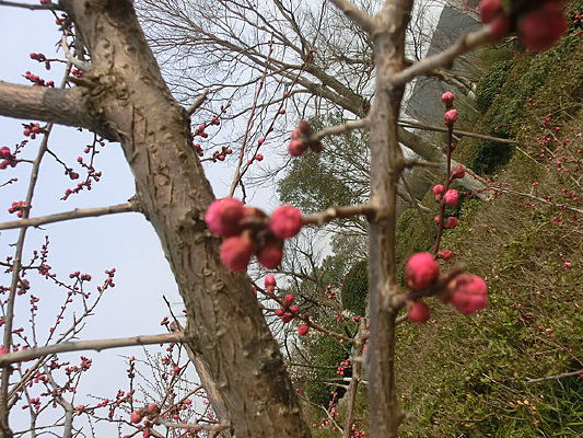 �����ɫ÷�����Ƕ���Ӱͼ