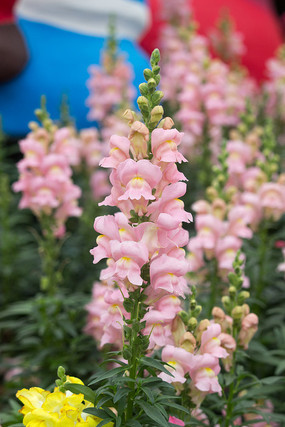 ��ɫ���ӻ���д