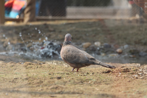 ���ӻ�ͷ����