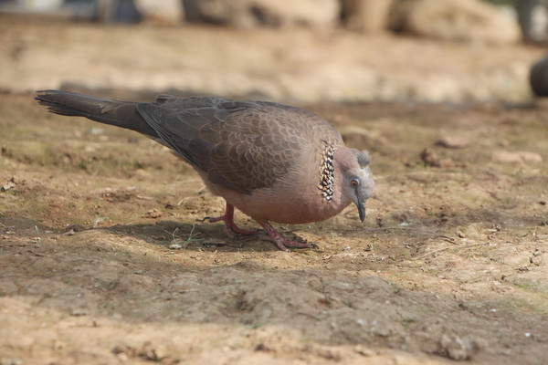 ������ʳ