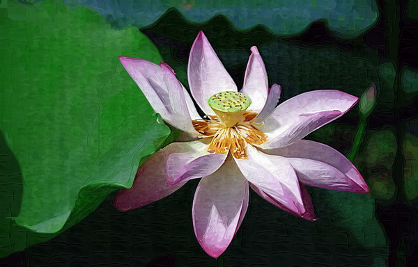 �ɻ�����