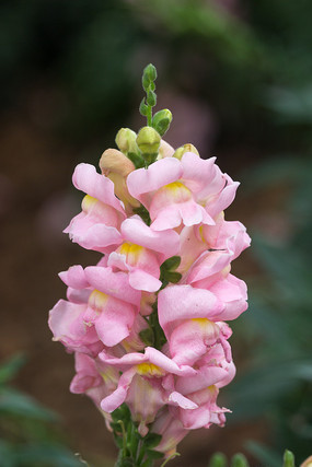 �����ĸ��ӻ�