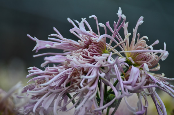 ŭ�ŵľջ�������дͼƬ